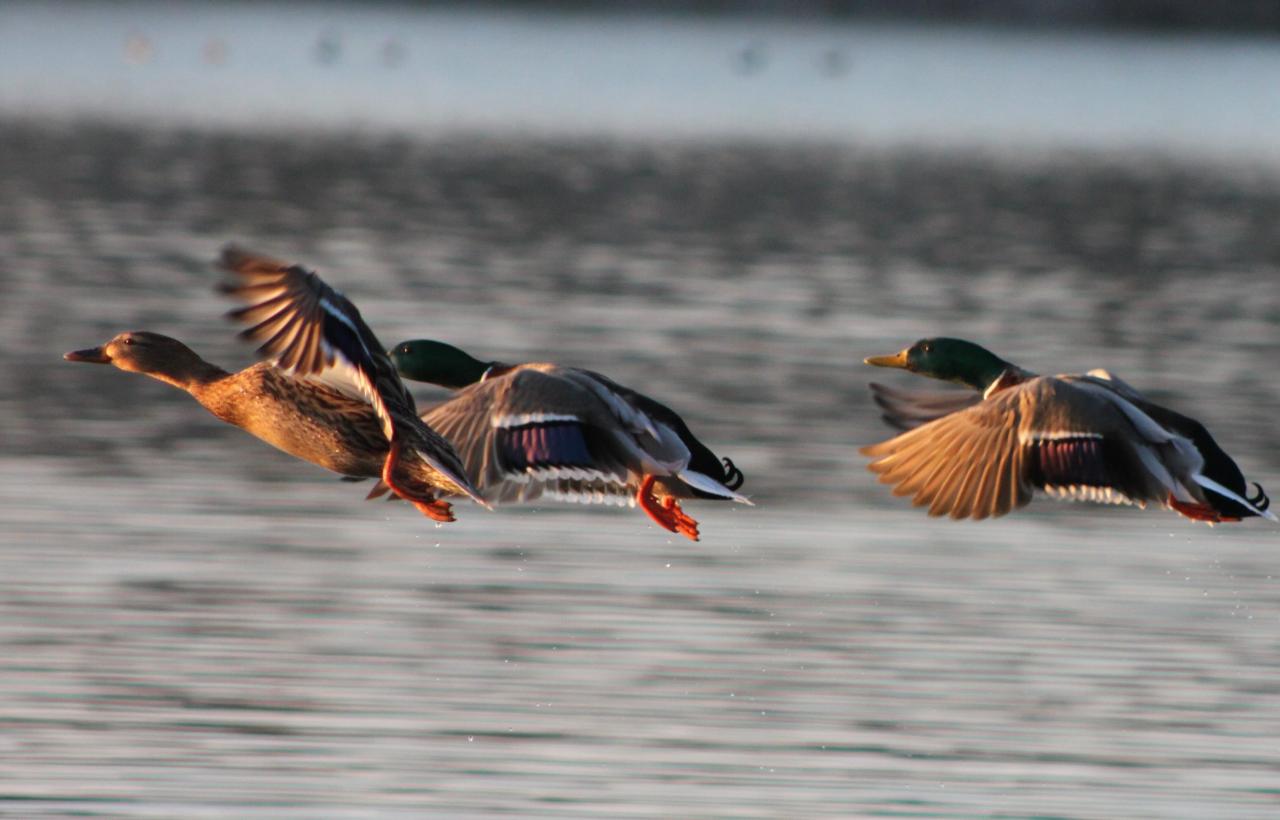Arrivée de canards sur le lac (anas platyrhynchos)