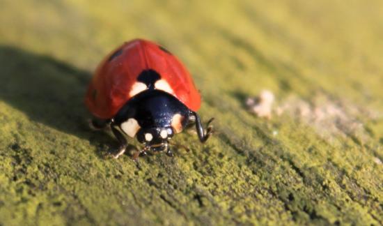 Coccinelle (coccinellidae)