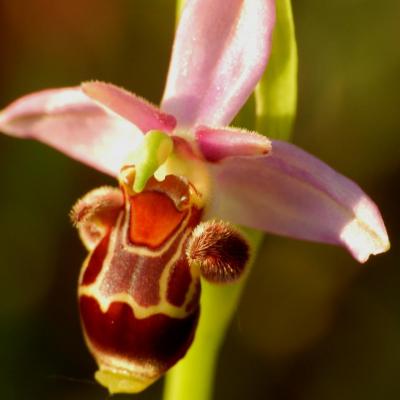 Orchidées de France