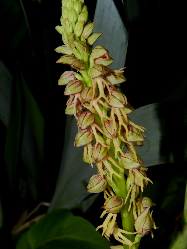 Orchis anthropophora, orchis de l'homme pendu (Malras 11) 