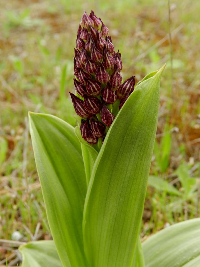 Orchis purpurea, Orchis pourpre (Malras 11)