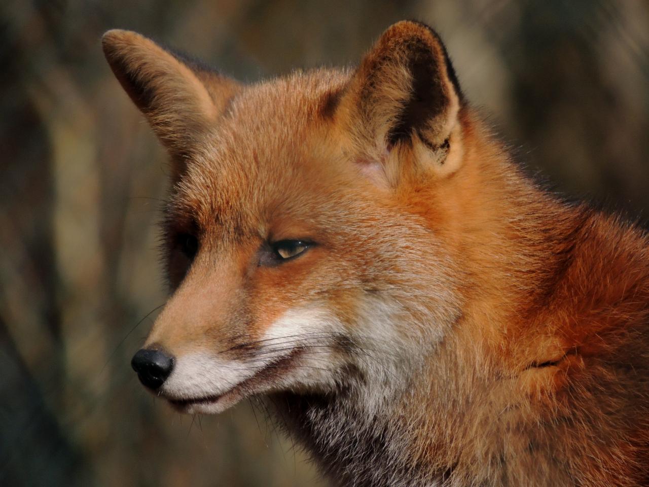 Renard Roux Vulpes Vulpes