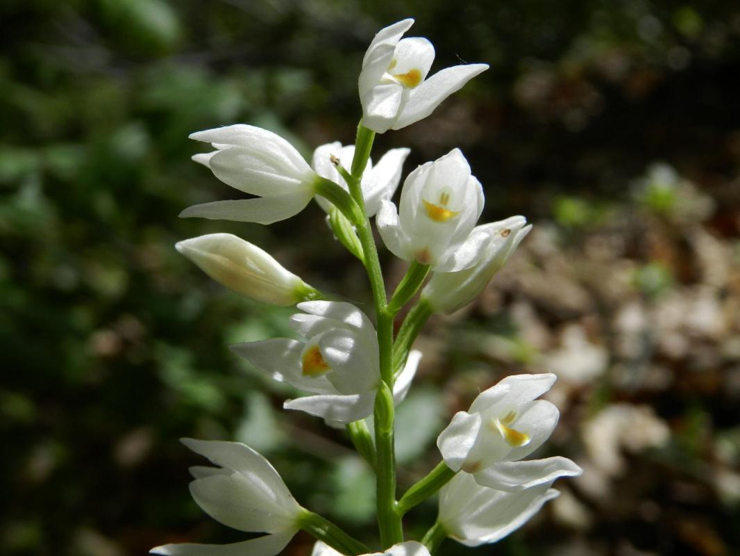 Cephalenthera longifolia38
