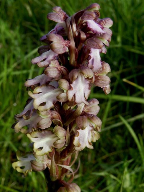 Himantoglossum robertianum18