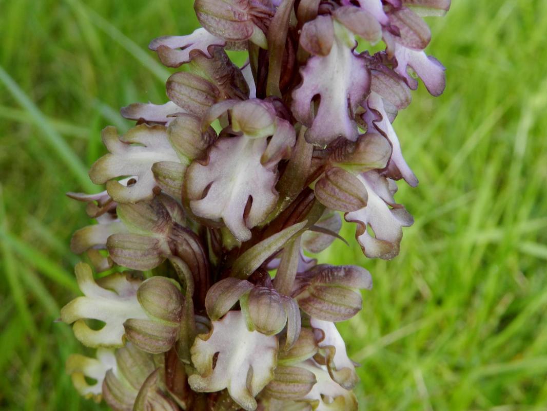 Himantoglossum robertianum8 1