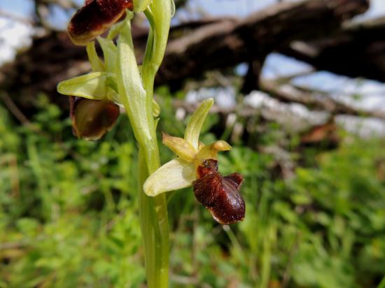 ophrys-araneola4.jpg