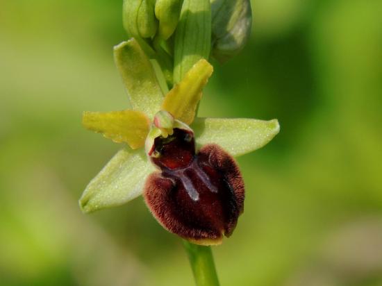 ophrys-araneola49.jpg