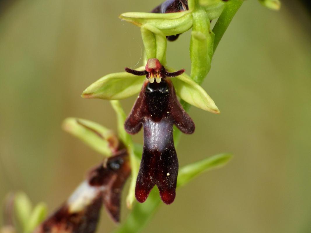 Ophrys insectifera33