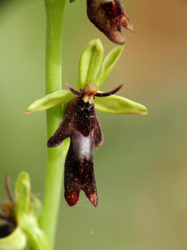 Ophrys insectifera35
