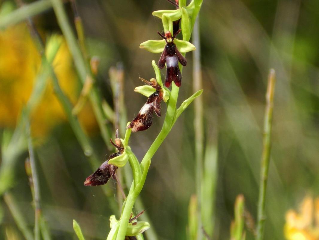 Ophrys insectifera39