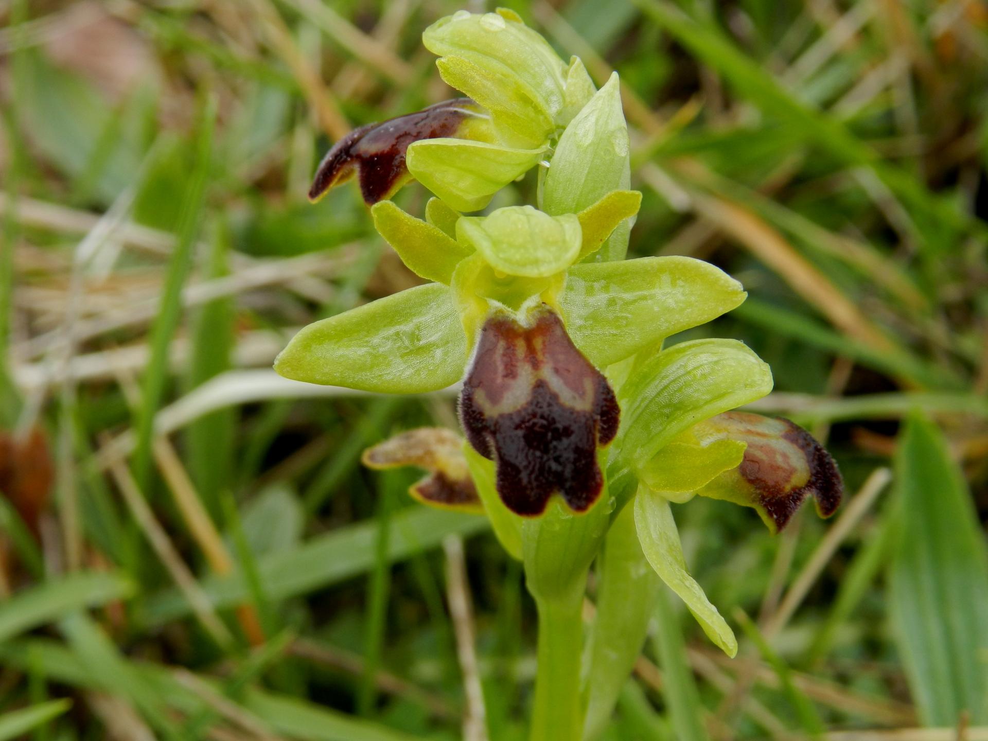 Ophrys lupercalis2