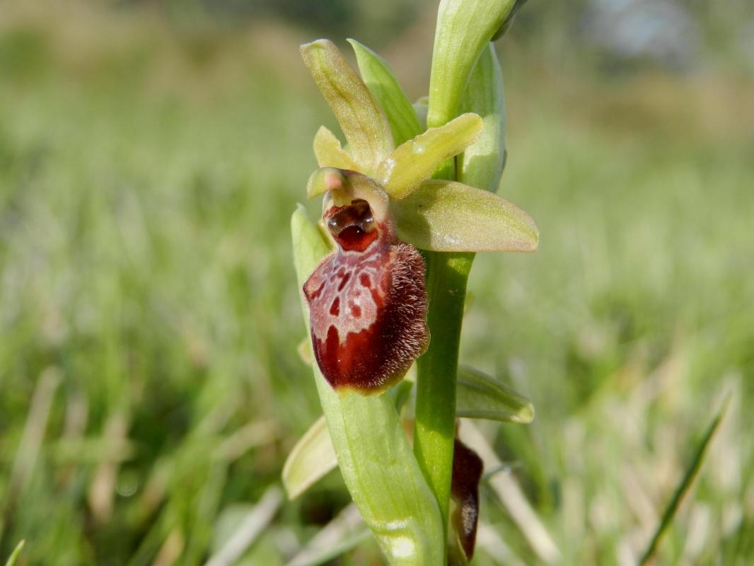 Ophrys virescens73