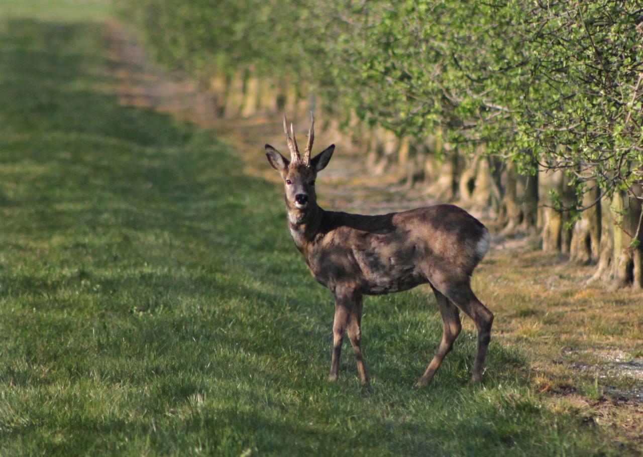 Chevreuil (capreolus-capreolus)