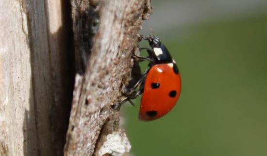 Coccinelle (coccinellidae)