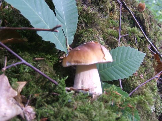 Bolet ( boletus edulis)