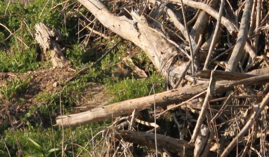 Lapin de garenne (Oryctolagus cuniculus)