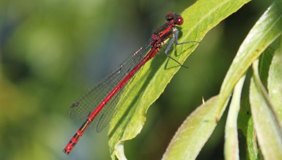 Demoiselle à corp de feu (Pyrrhosoma nymphula)