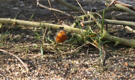 Rouge-gorge (Erithacus rubecula)