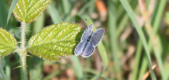 Argus bleu ou Azuré commun ou Azuré de la Bugrane (Polyommatus icarus)