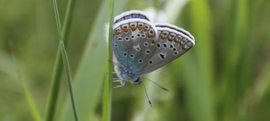 Argus bleu ou Azuré commun ou Azuré de la Bugrane (Polyommatus icarus)