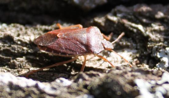 Punaise Acanthosomatidae (Acanthosoma haemorrhoidale)