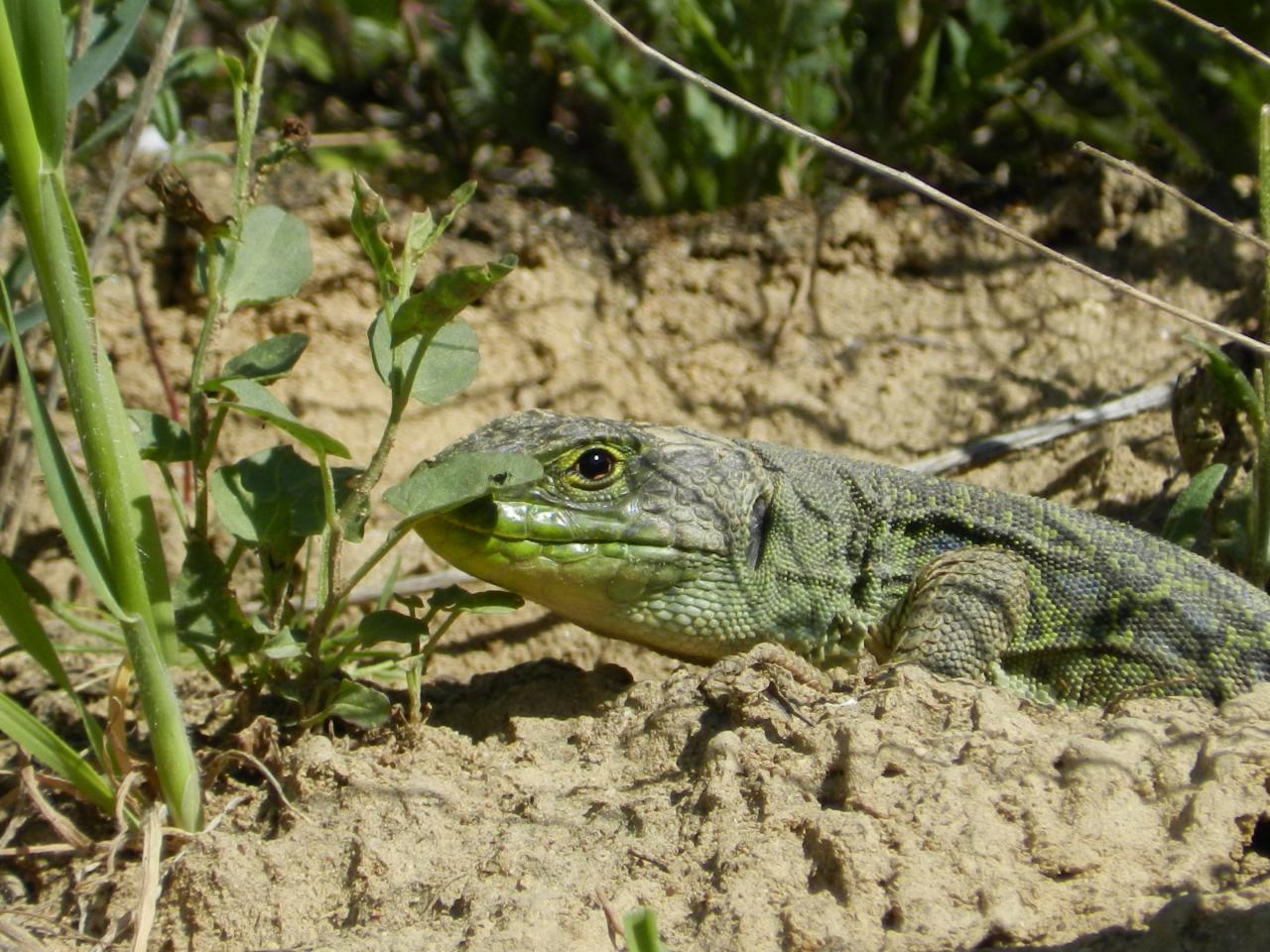 Lézard ocellé