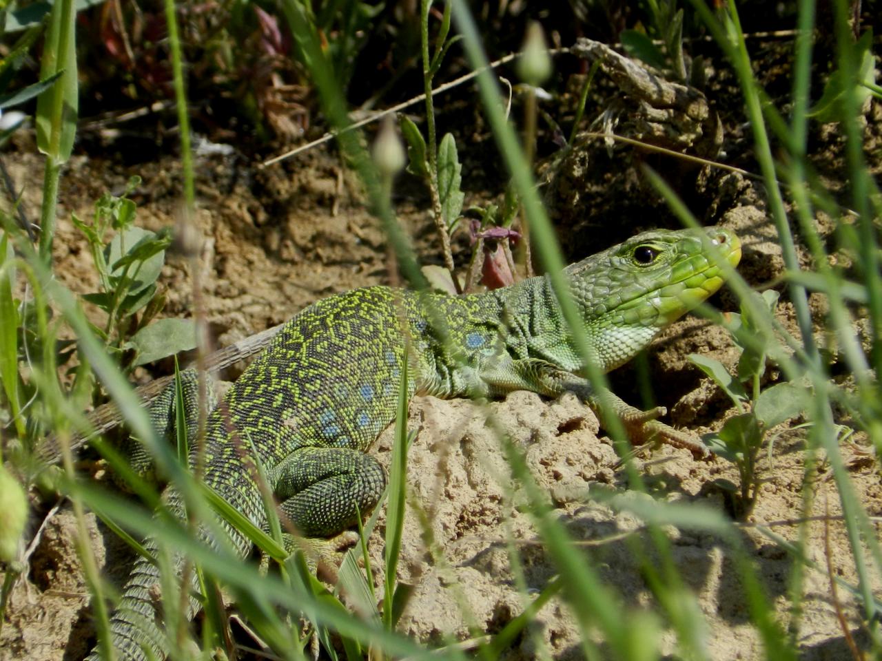 Lézard ocellé