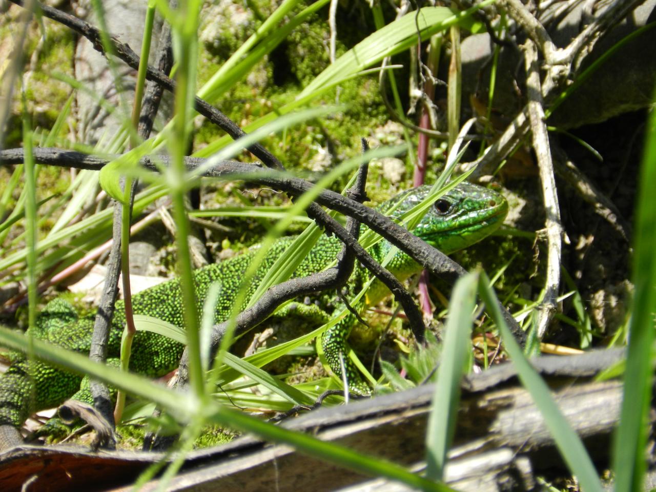 Lezard vert occidental (lacerta-viridis)