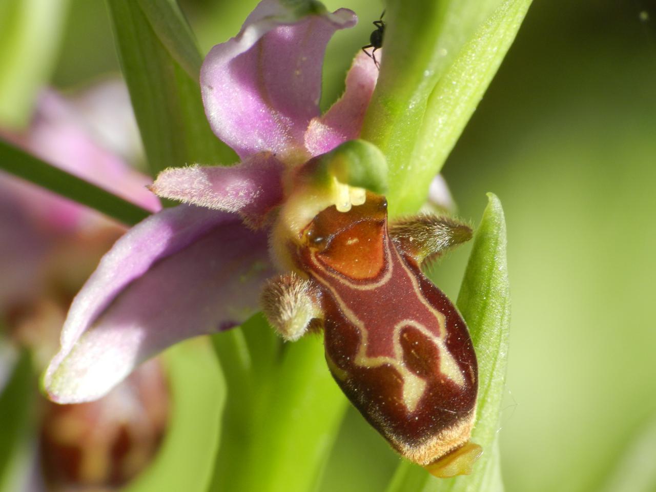 Ophrys scolopax, ophrys bécasse à Malras 11 (le 16 mai 2014)