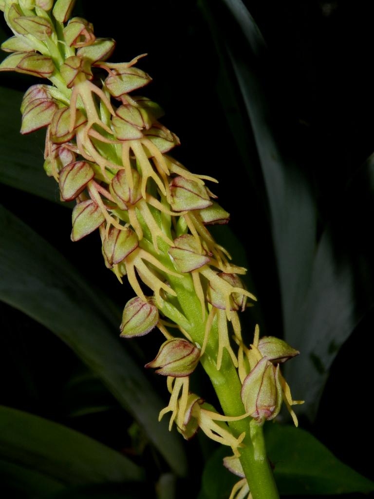Orchis anthropophora, orchis de l'homme pendu (Malras 11) 