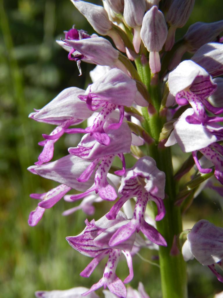 Orchis militaris, orchis guerrier (Malras 11)