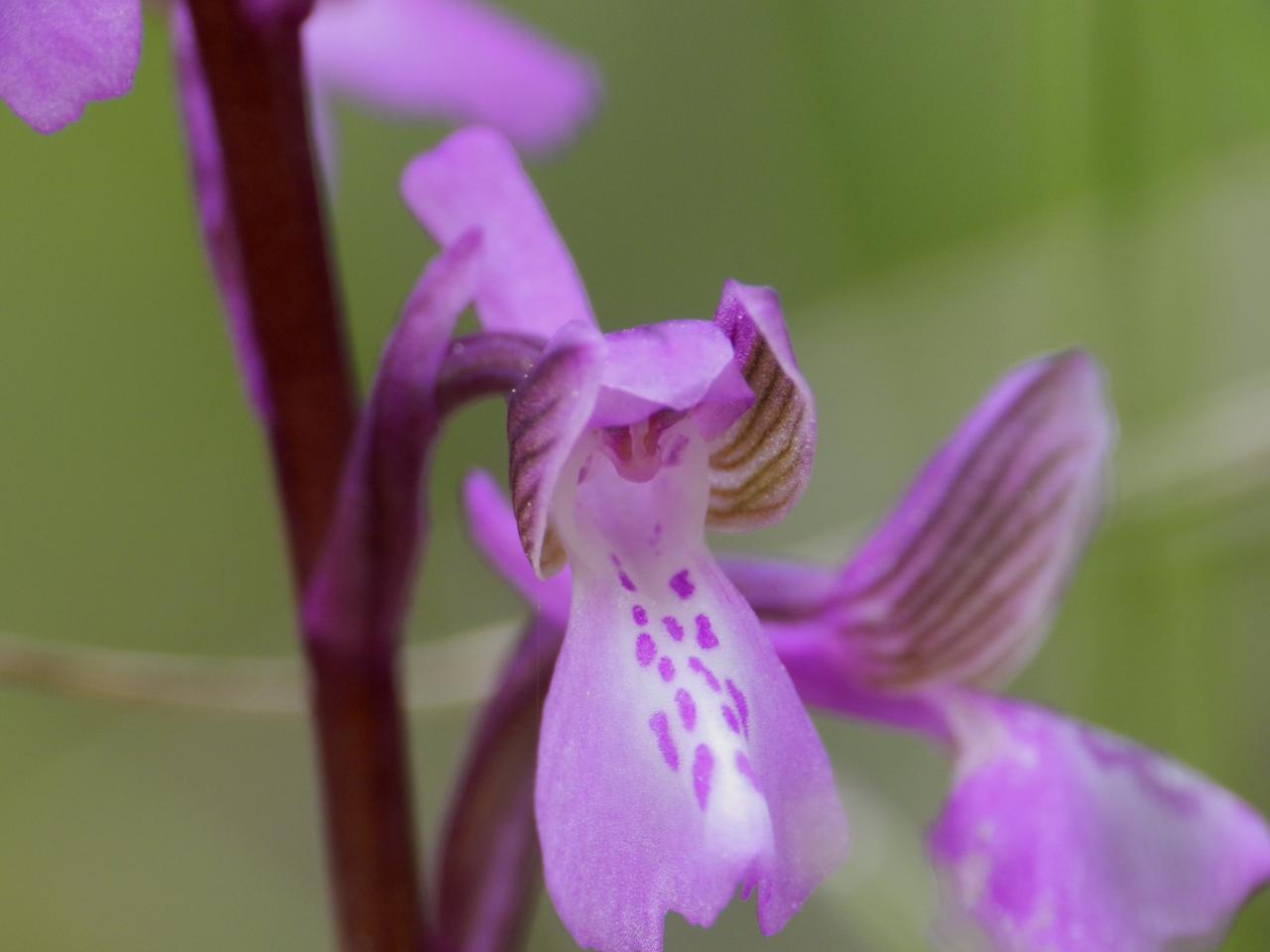 Orchis morio, orchis bouffon (Malras 11)