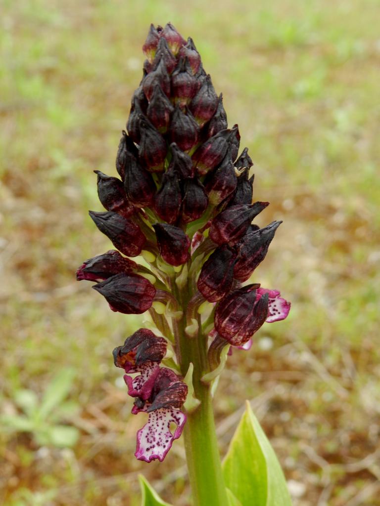 Orchis purpurea, Orchis pourpre (Malras 11)