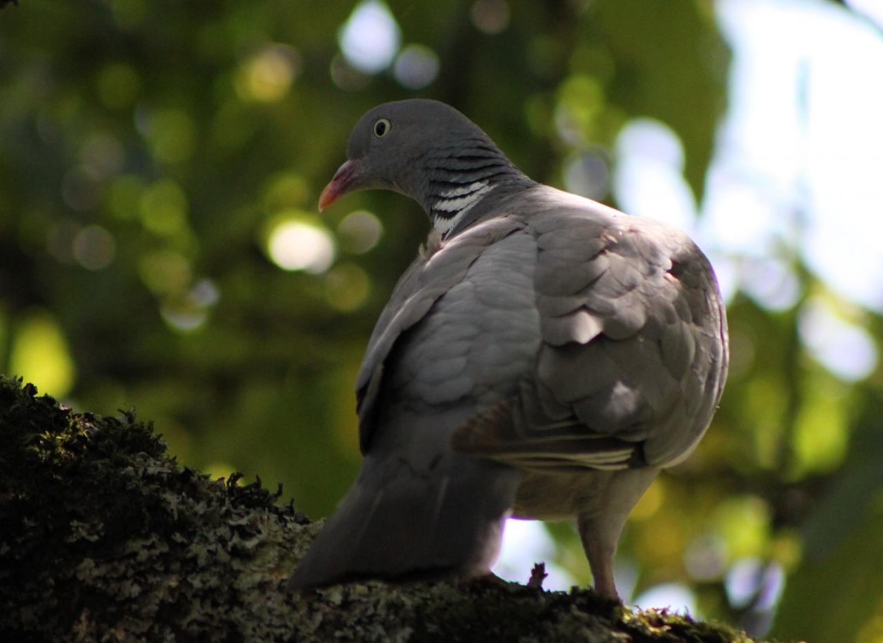 Pigeon ramier