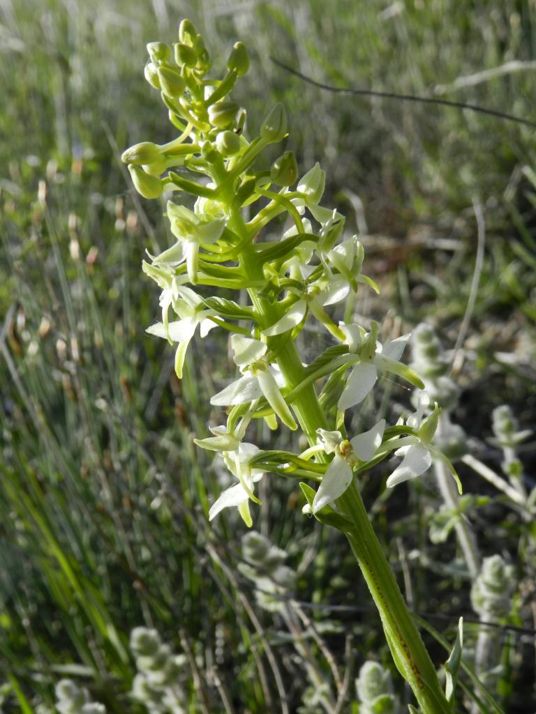 Platanthera chlorantha (Roquetaillade 11)