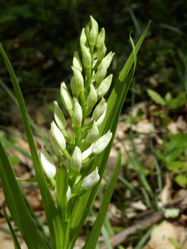 Cephalenthera longifolia22