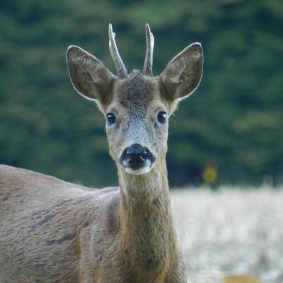 Chevreuil portrait N°2