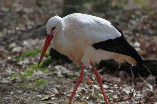 cigogne9.jpg