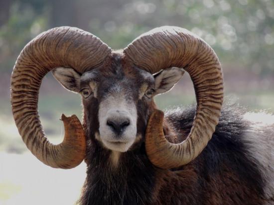 mouflon-corse2.jpg