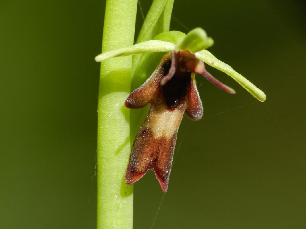 Ophrys insectifera8