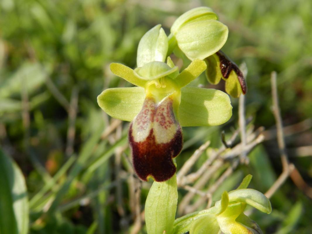 Ophrys lupercalis9